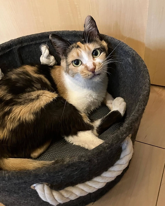 にゃんサポあきる野より感謝のご挨拶