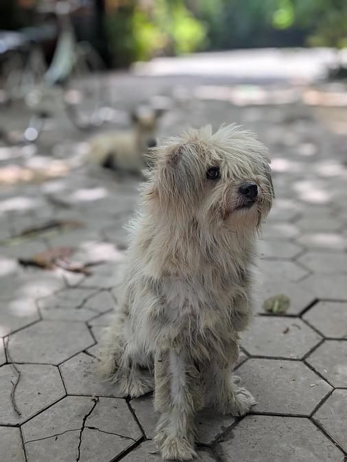 ひどい状態の犬のカットとシャンプー