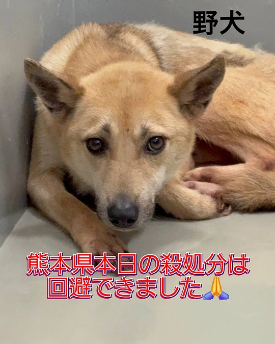 生きることが許された10頭 当会は3頭保護