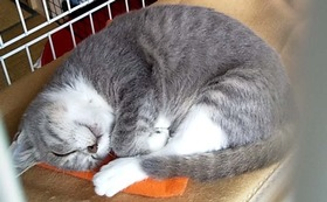 ミカサ 応援  1：感謝のメールとミカサの画像