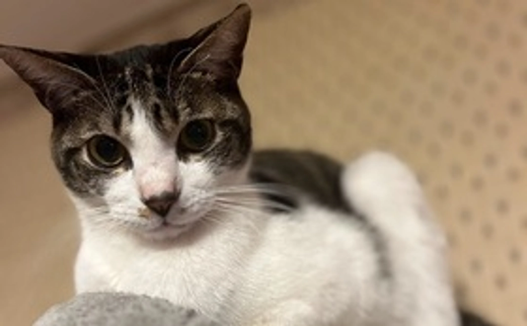 感謝のメール&画像1枚(B)