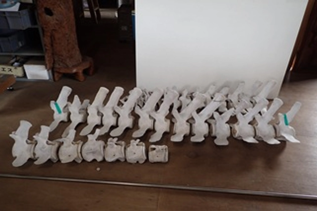 クジラの骨格標本３