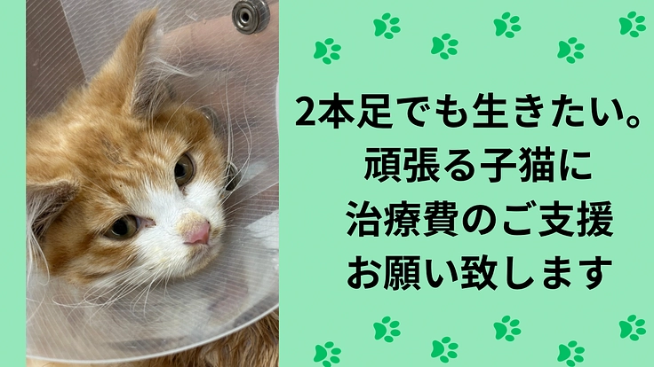 足を2本失った子猫を救いたい｜手術費のご支援をお願いします