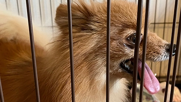 繁殖犬として7年生きてきたチャチャの骨折の治療費の支援お願いします のトップ画像