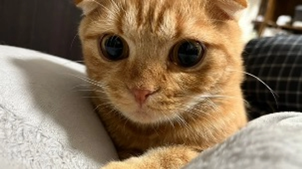 FIP経過観察9日目