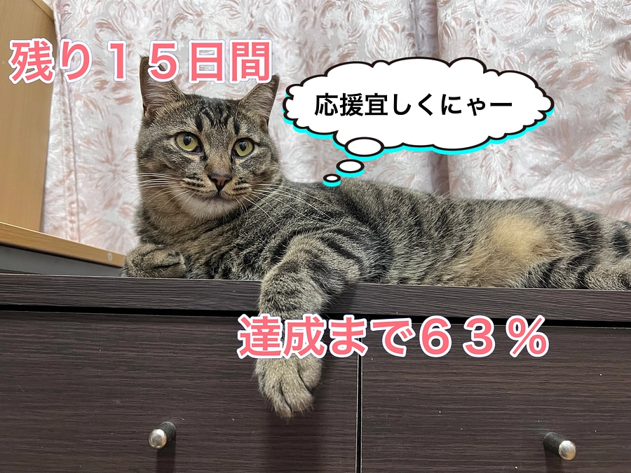 名前もない子猫の様子と工事状況