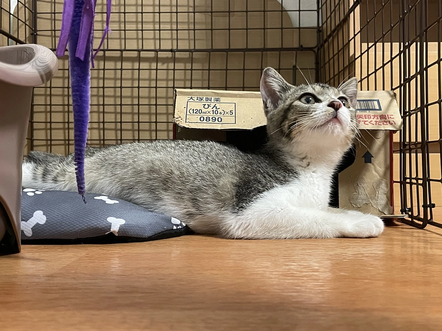 ゲージからの脱走！