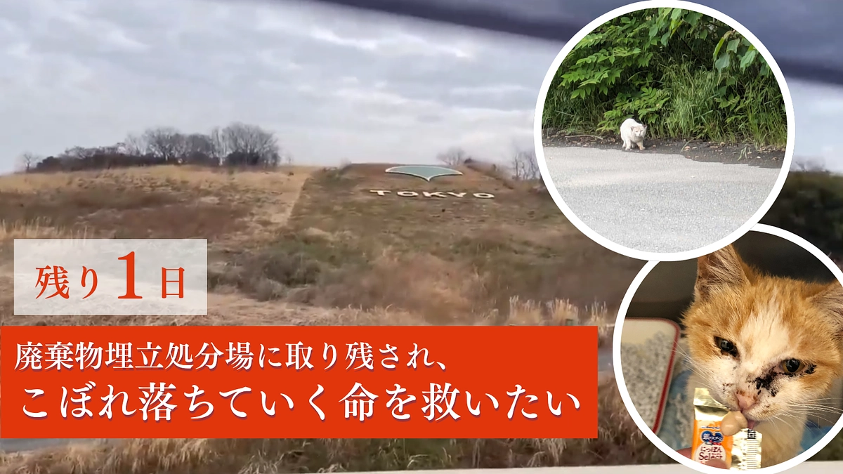 【東京の廃棄物埋立処分場でのレスキュー｜ネクストゴール達成まで125万円】都が動いた。全頭保護へ──