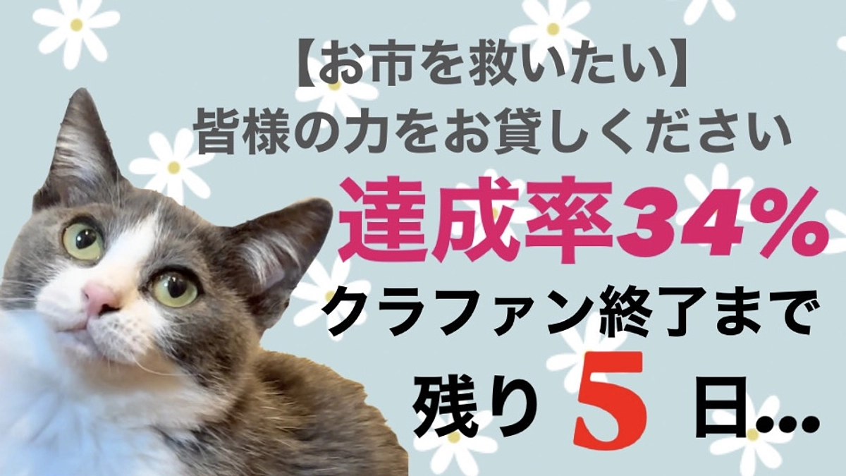 今日のお市の様子：クラファン終了日まで残り５日／達成率３４％お市の命を守るためにお力を貸して下さい。