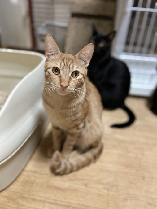 シナモン　FIP投薬終了まで後9日！