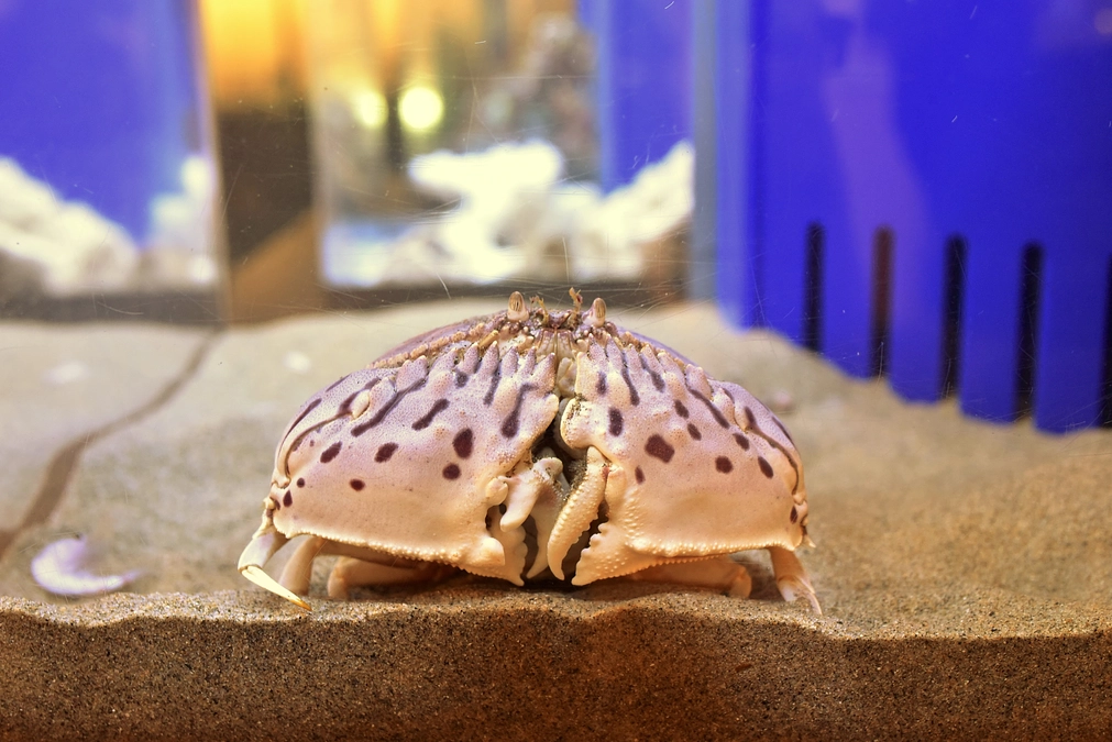 代理支援について