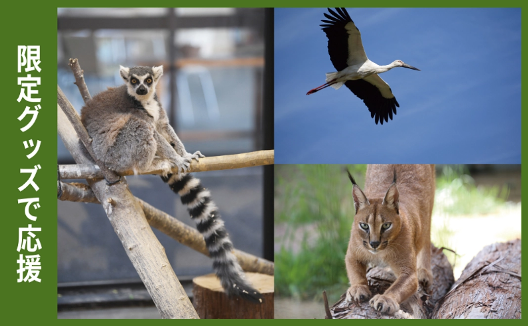 限定グッズで応援｜ポストカード3枚セット