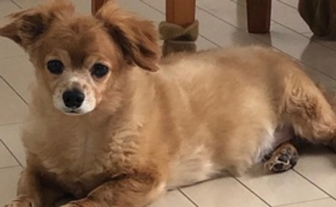 シアを元気に①