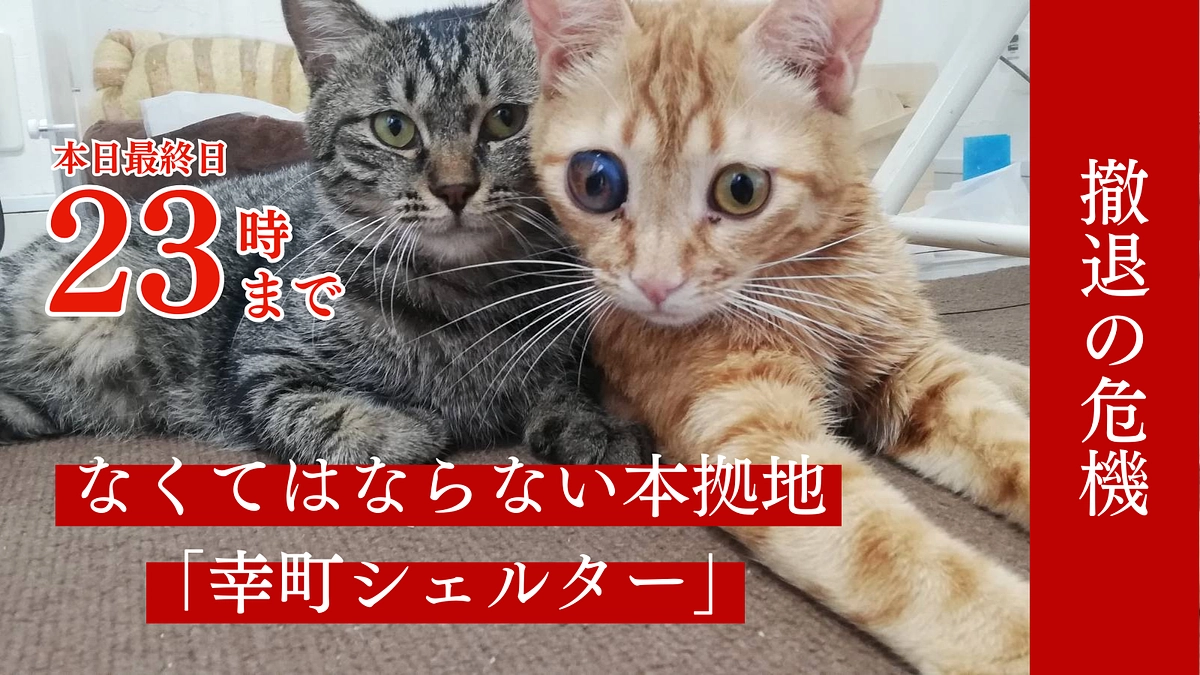 【最終日】共感は力なり！幸町シェルターのクラウドファンディング23時で終了です！