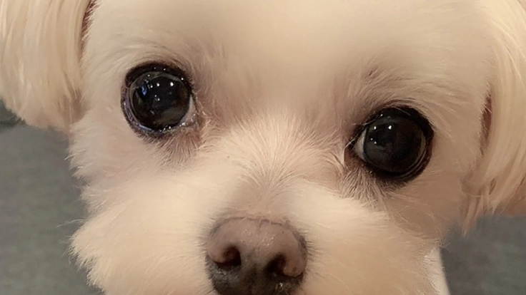 ペットロス問題を解決したい