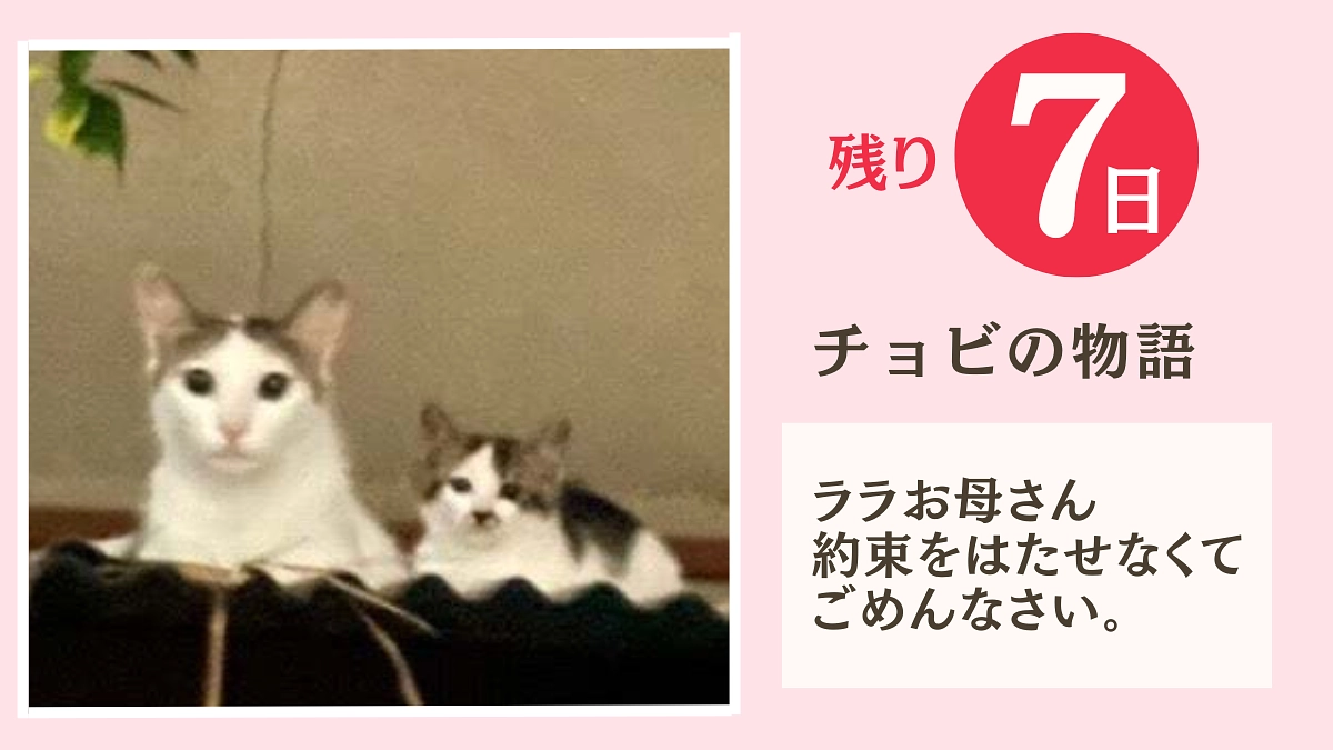 【残り7日】チョビの物語　ララお母さんごめんね、約束が果たせなくて（涙）