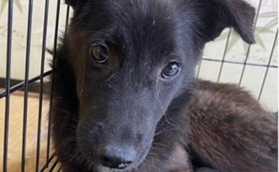 保護っ子応援！黒ちゃんコース