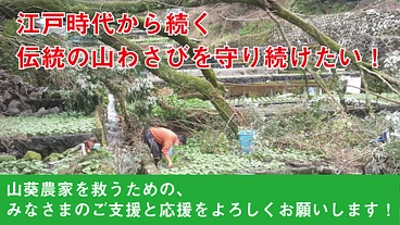 江戸時代から続く伝統の山わさびを守り続けたい！ のトップ画像