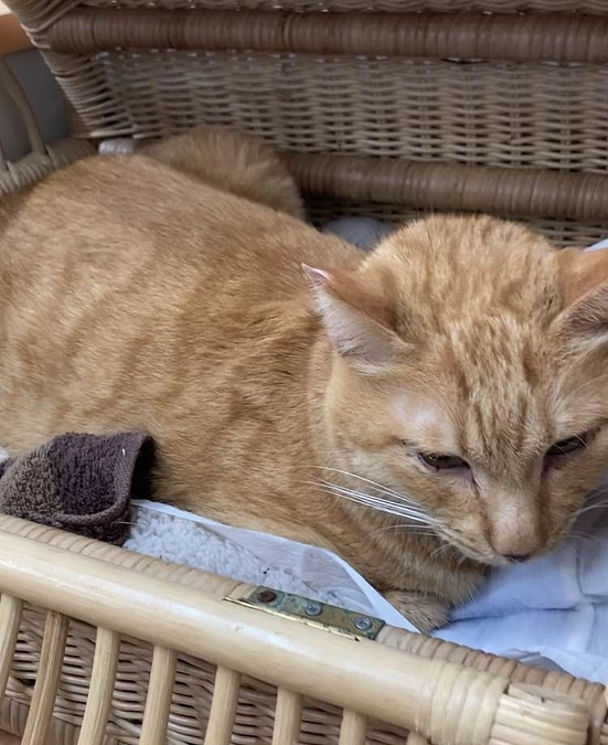 モネちゃんが…( ﾉД`)ｼｸｼｸ…