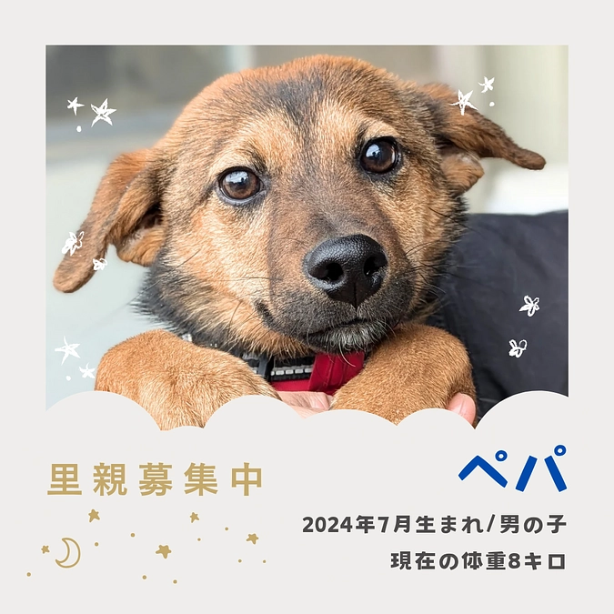 面会中のペパの成長