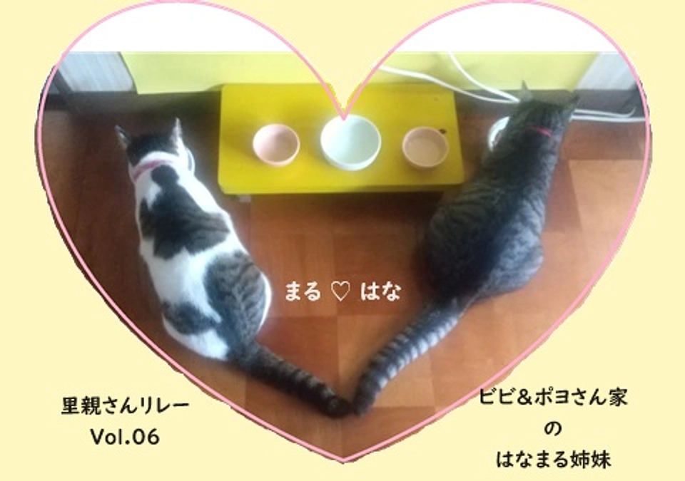 【里親さんメッセージリレーVol.6】はな＆まる ちゃん