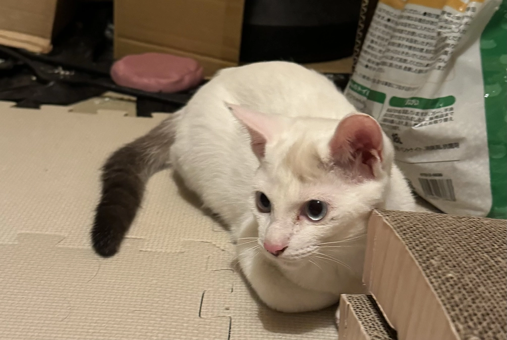 アテネ落ち着いています