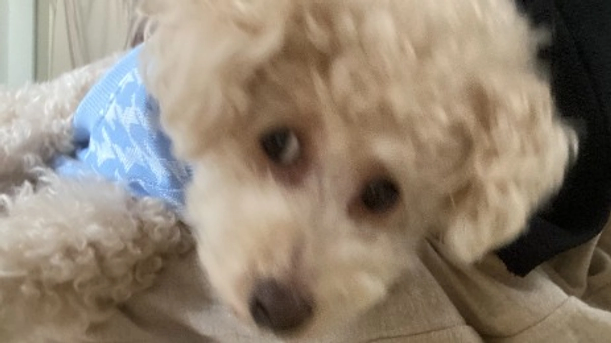 【クラファン8日目】ラフのお手入れデー