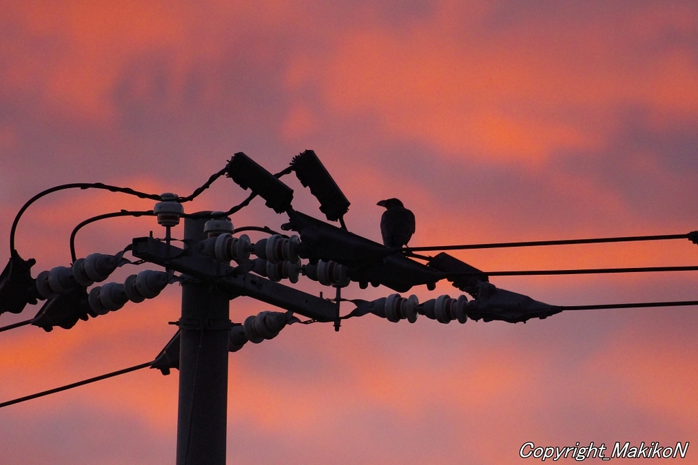 もう秋の気配・・・