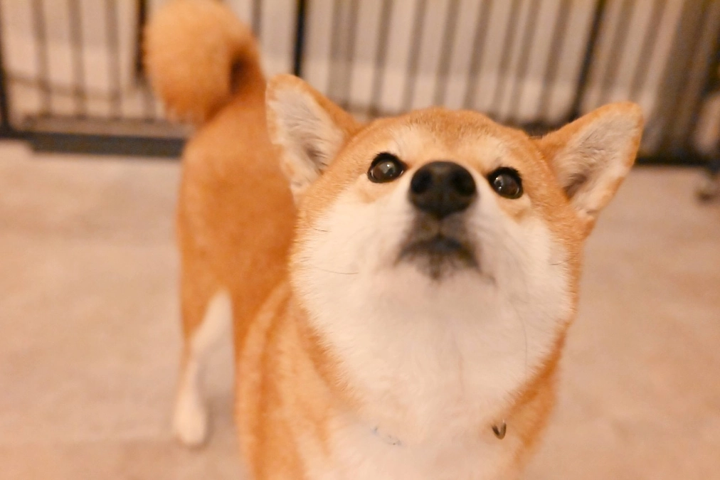 【保護犬紹介】　穏やかで人懐っこい茶まめちゃん