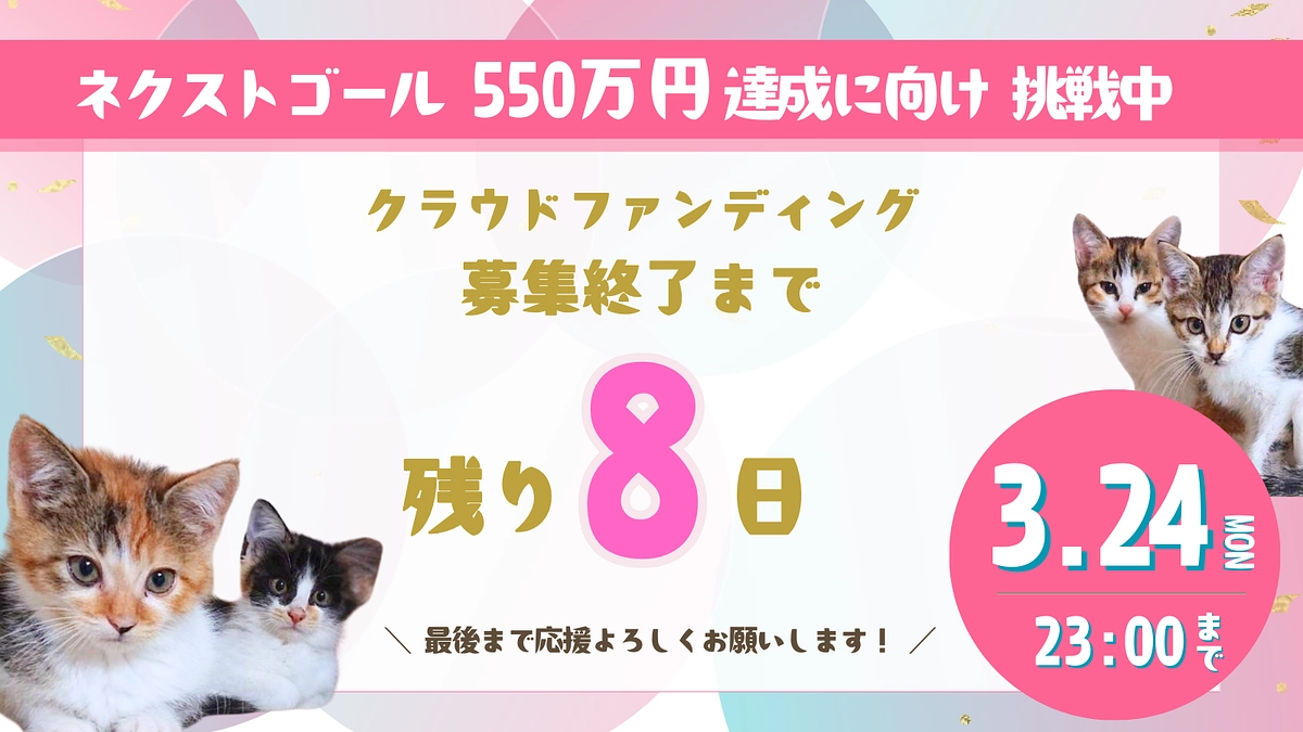 猫にゃんズのプロジェクト終了まで【残り8日】応援コメントのご紹介