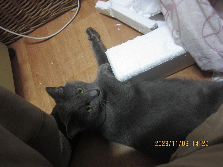 猫の手も借りたいのですが…