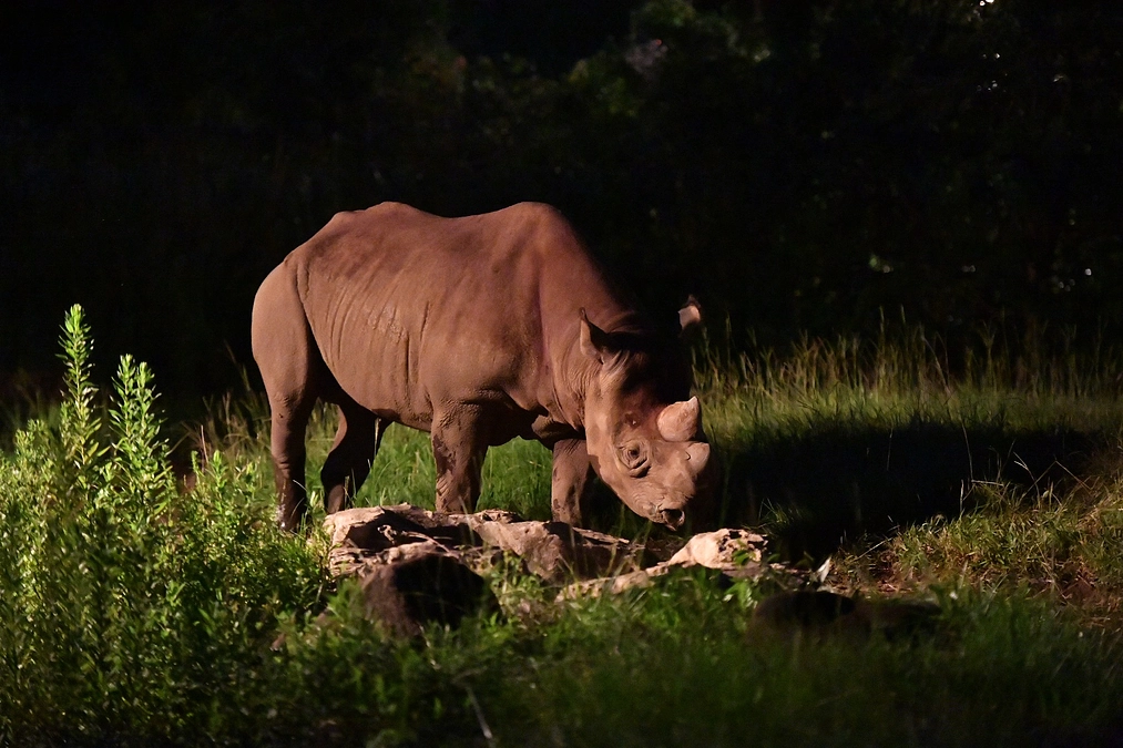 【ズーラシア情報】今年も開催☆夜の動物園