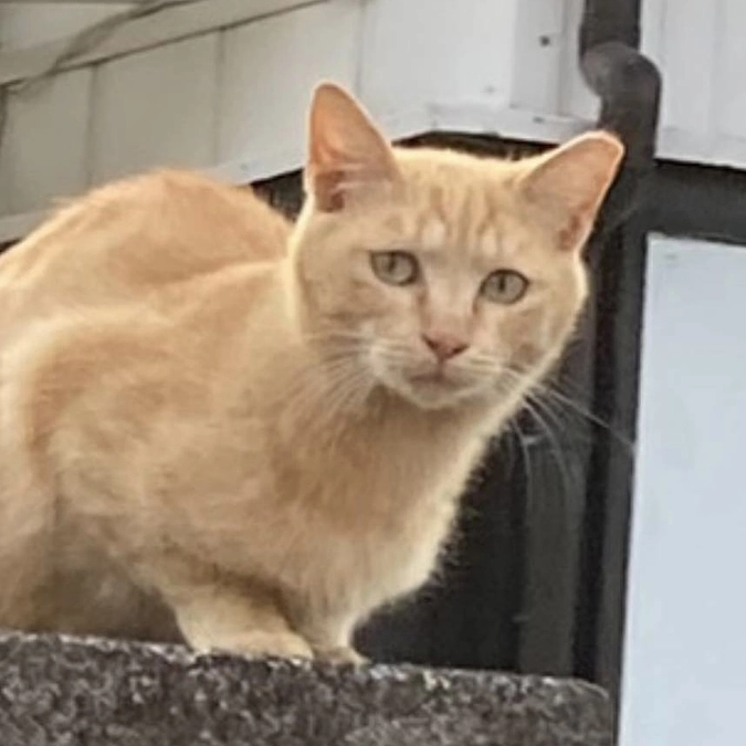 不妊手術済みの耳カットについて