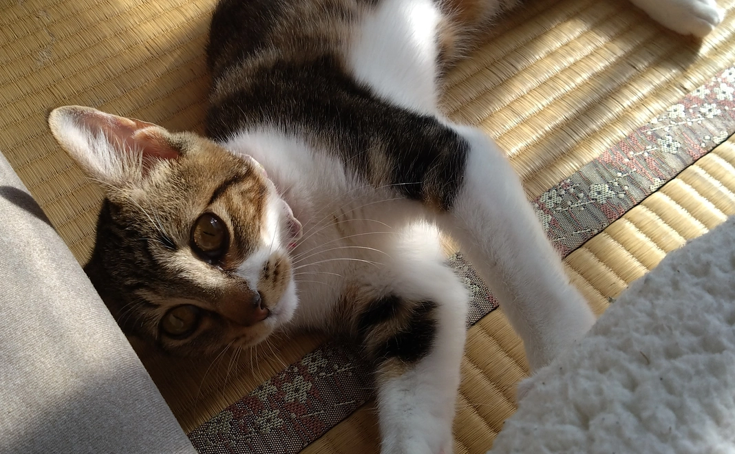 頑張れベルラ！！　1000