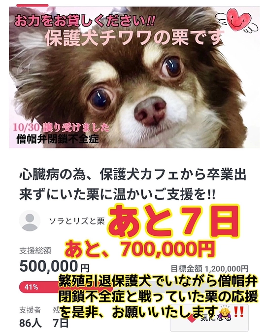 クラウドファンディング残り7日‼︎ 昨日はインスタライブのご視聴ありがとうございました。