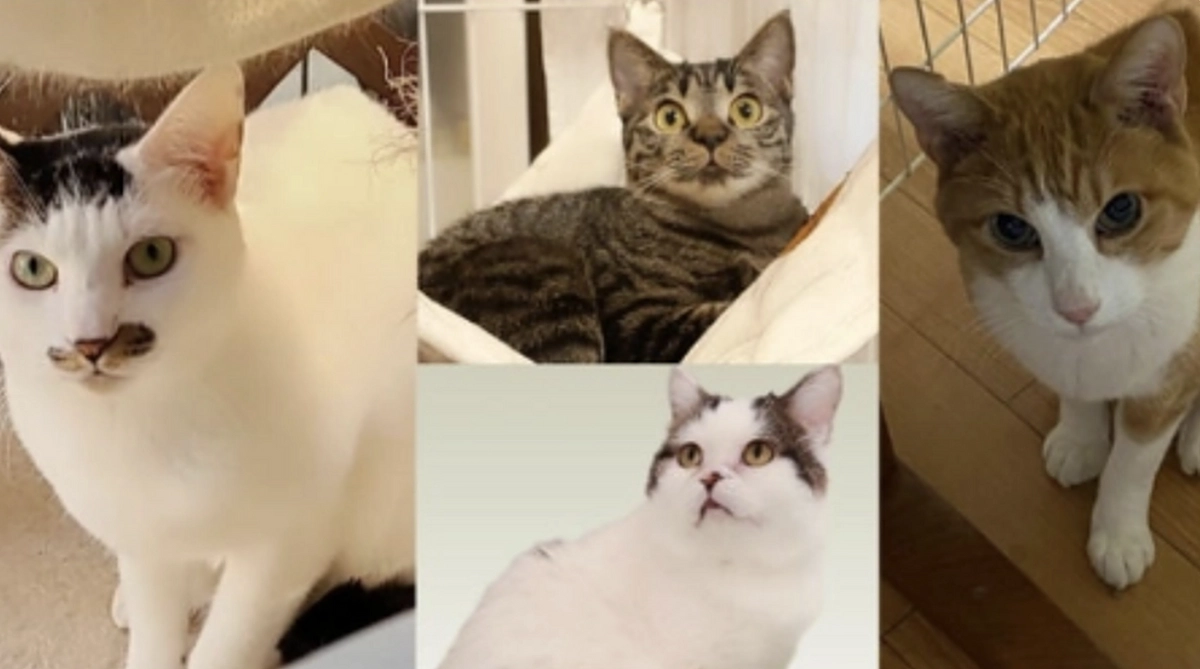 【4月10日までに目指せ50％到達へ！】きつい表情でやせていた「ひょうちゃん」。ふっくら穏やかに。