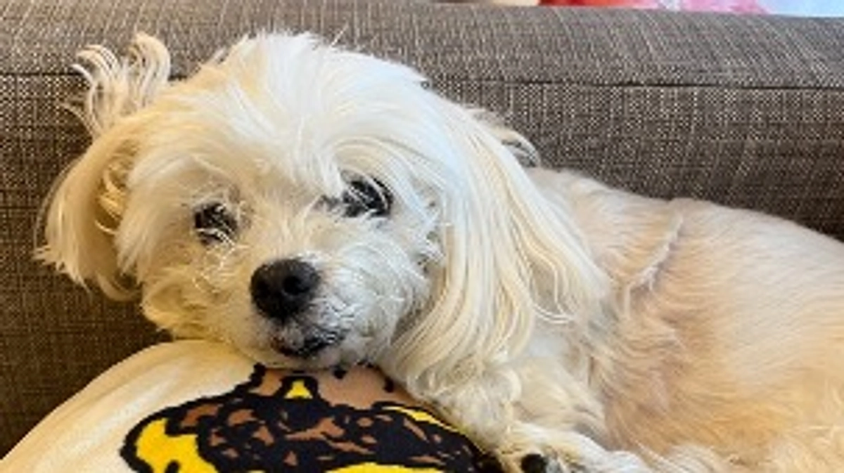 早めに代理支援反映しました！