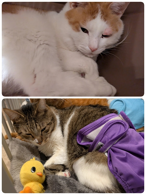 10日、11日の医療