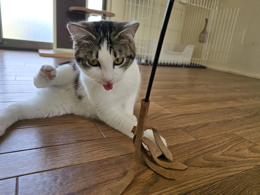 🐶【5月の活動報告と収支のお知らせ】🐱