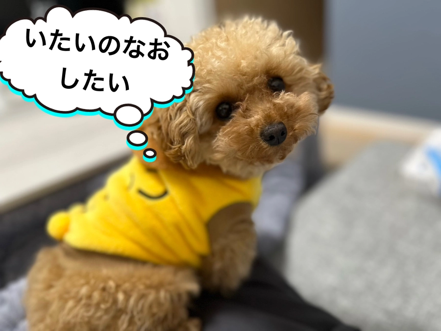 かわいいゆずです。