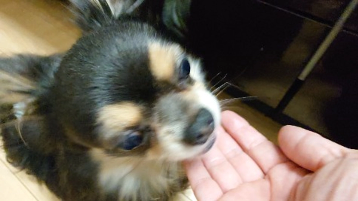 くまもんのお薬について