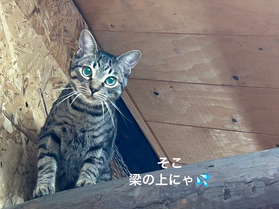 【代理支援ご報告】と僕たちの遊びは最近危にゃいから安全な場所が必要だにゃ❣️