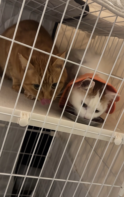 残り30日をきりました