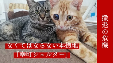 【次世代に引き継がれる本拠地】保護動物に安心安全な棲家を購入したい