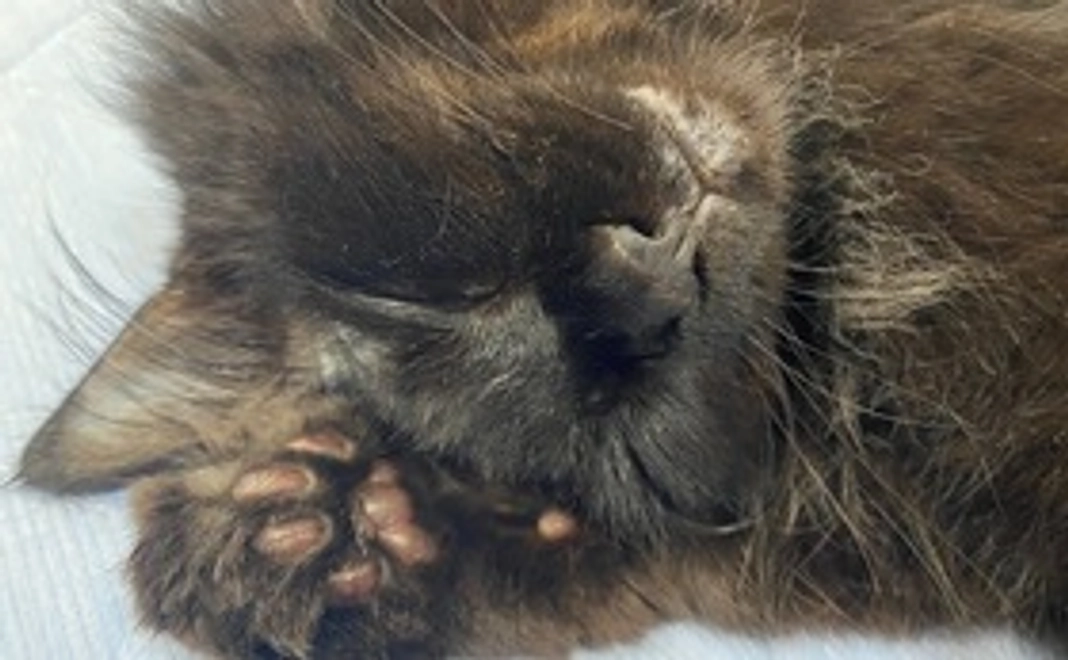 ☆ルー応援　１０００