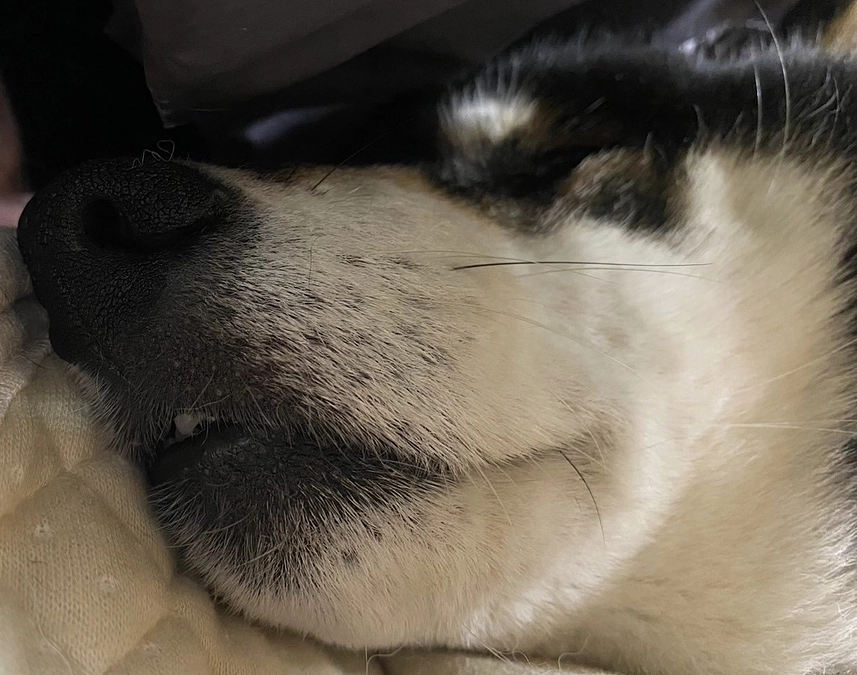 小鉄と放射線治療の副作用