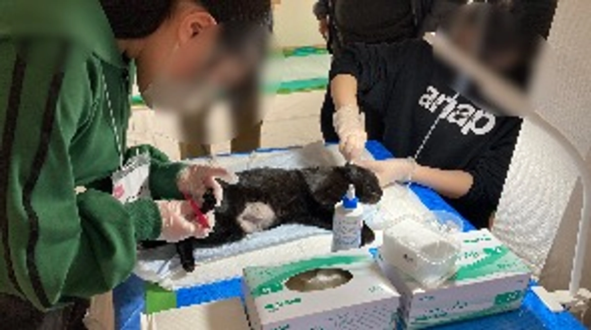 １５匹の不妊去勢手術②