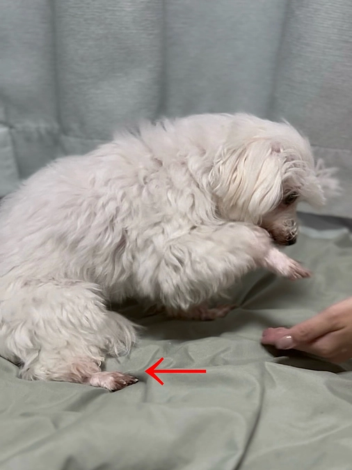 ももこの脚について 👣