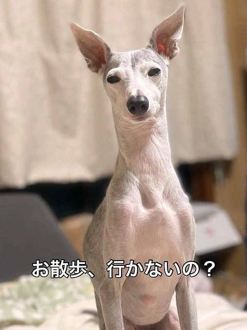 夜散歩、サボってはダメですね💦