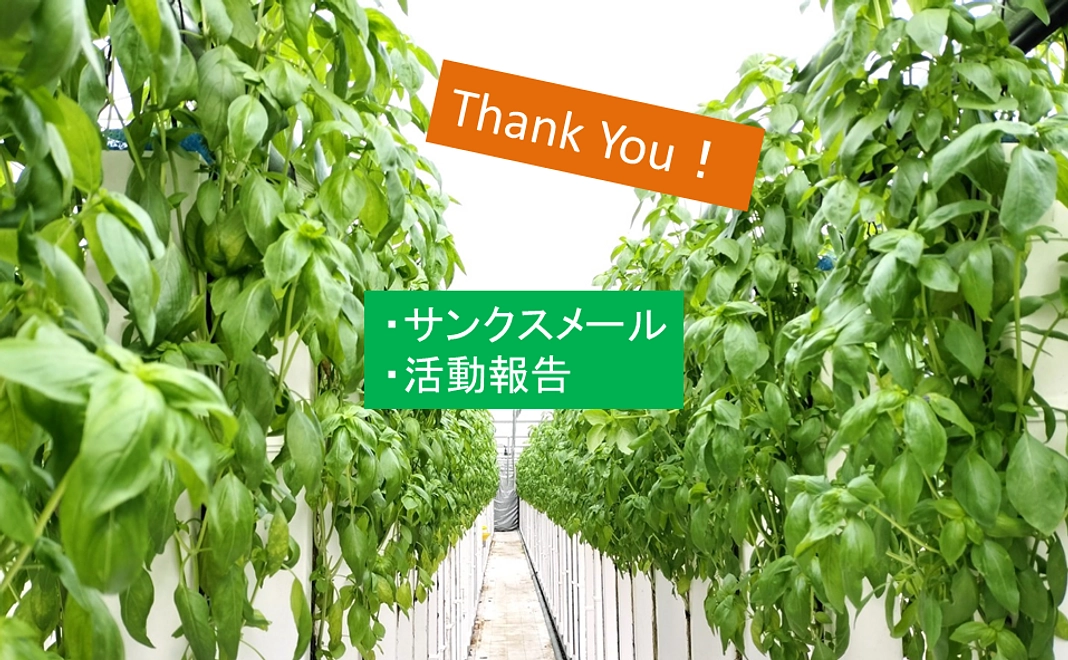 【八幡平スマートファーム産】温泉バジルビギナーコース